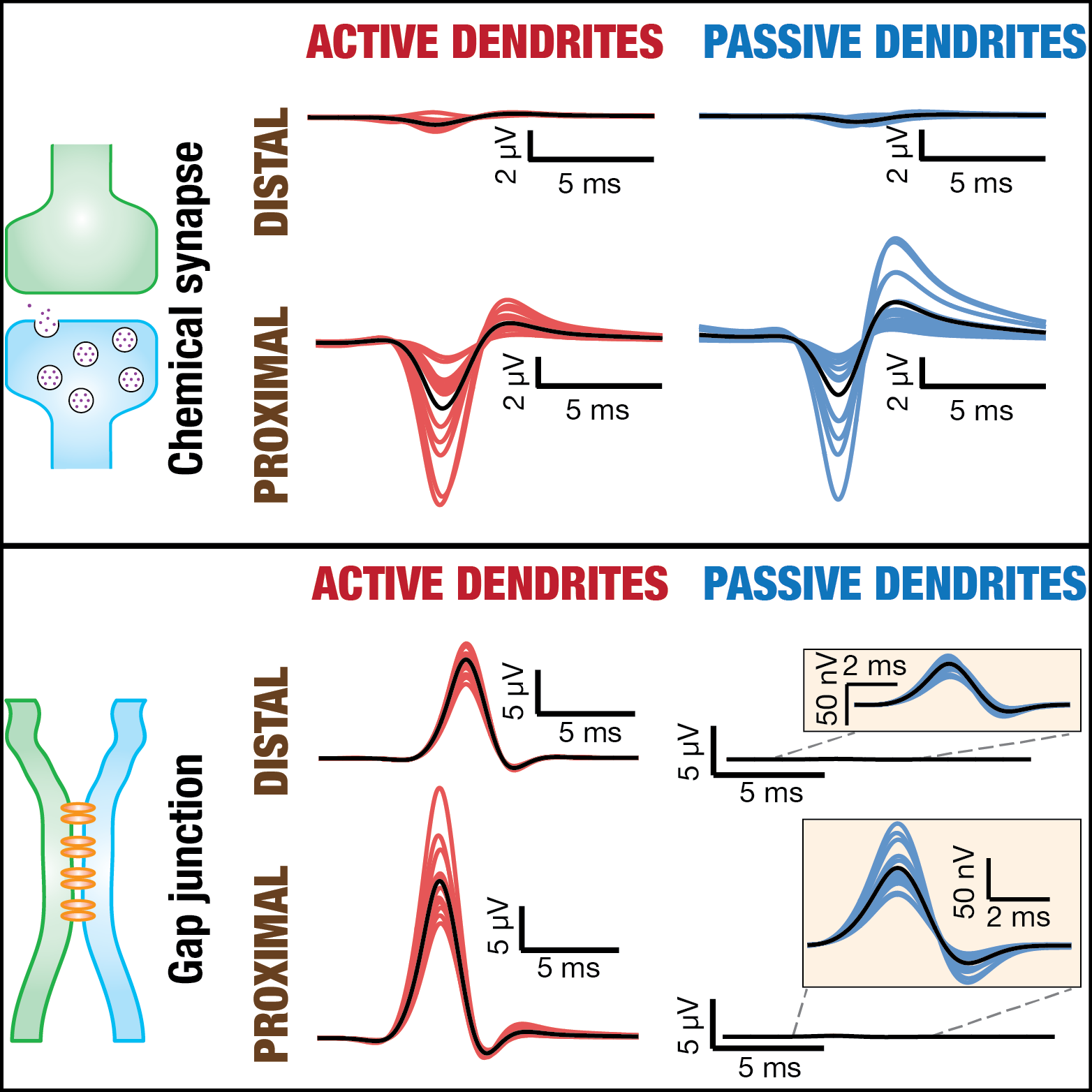 Gap Junctions, Active Dendrites, and LFP