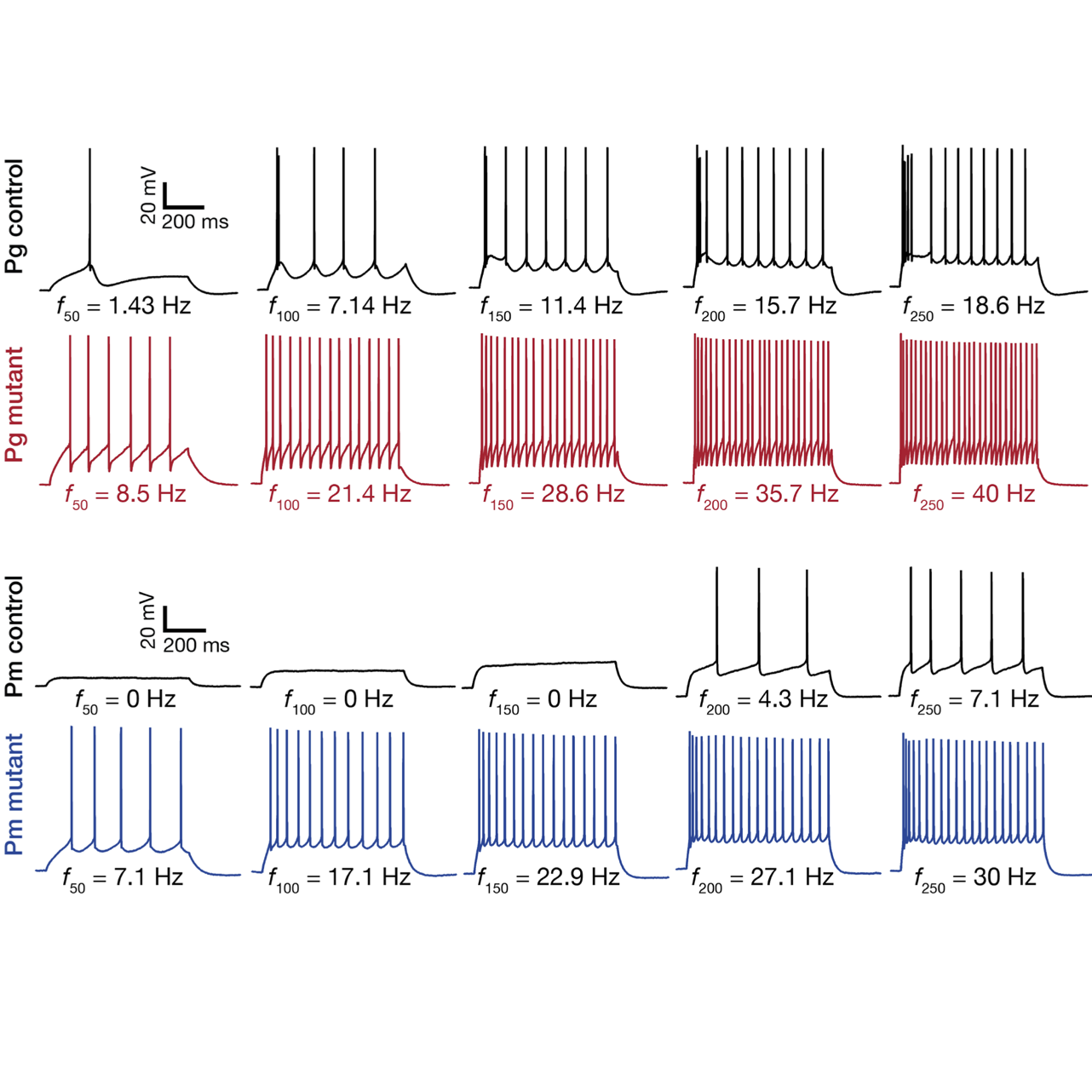 Lhx2 dendritic morphogenesis