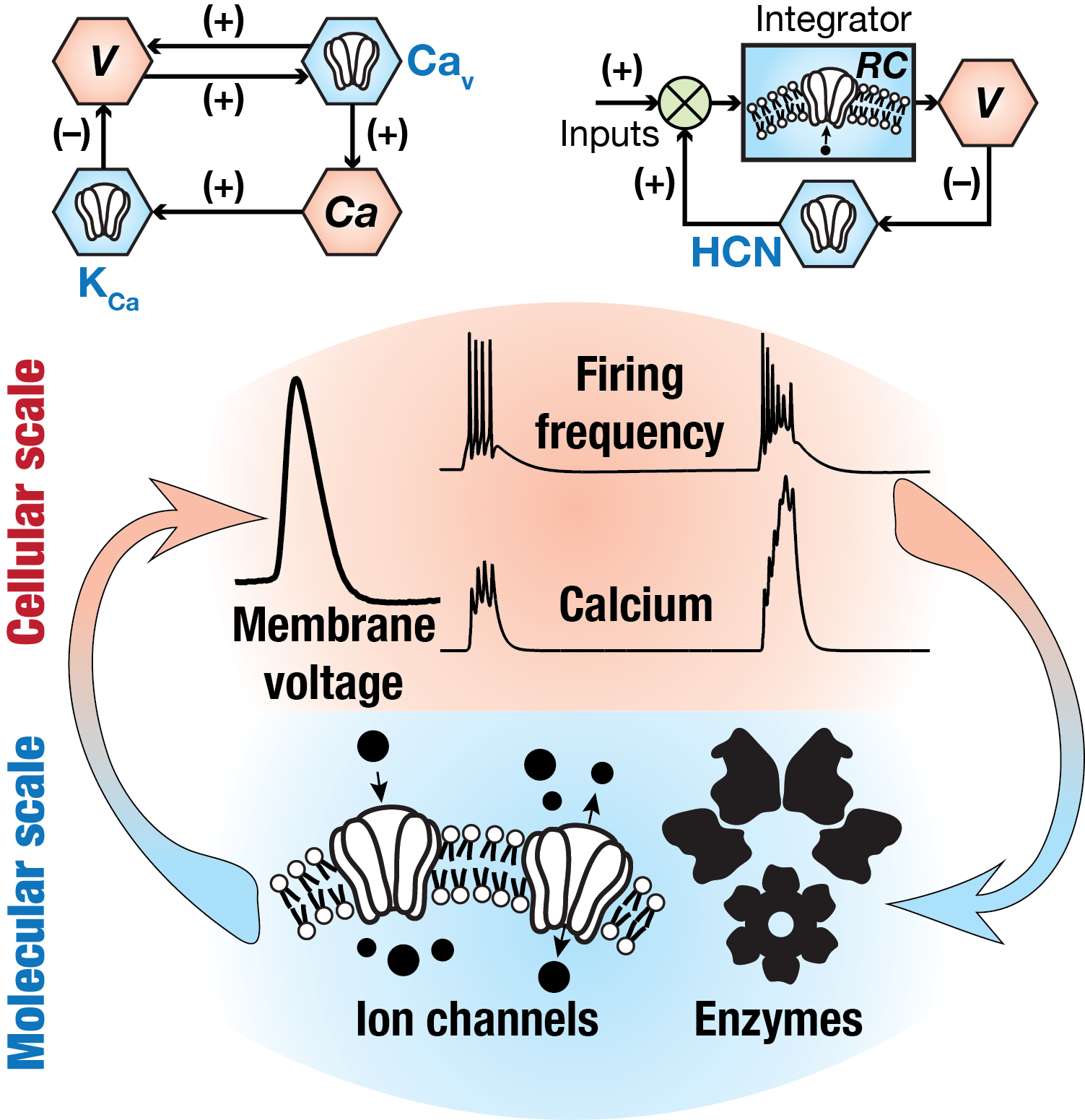 Network motifs in cellular neurophysiology