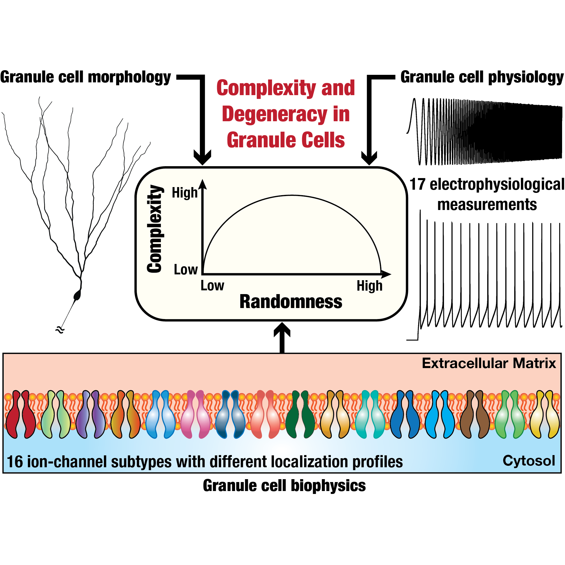 Degeneracy in morphologically realistic granule cell models