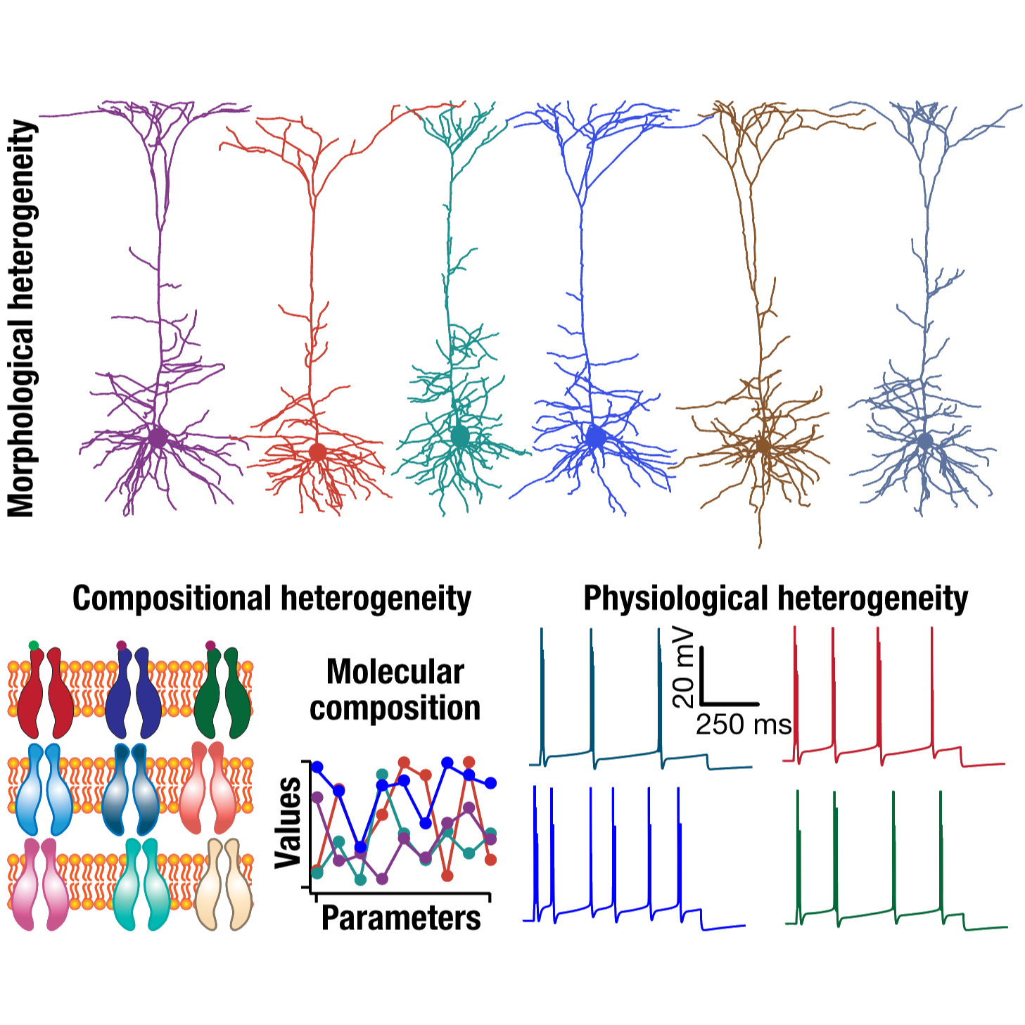 Neural Heterogeneities Perspective