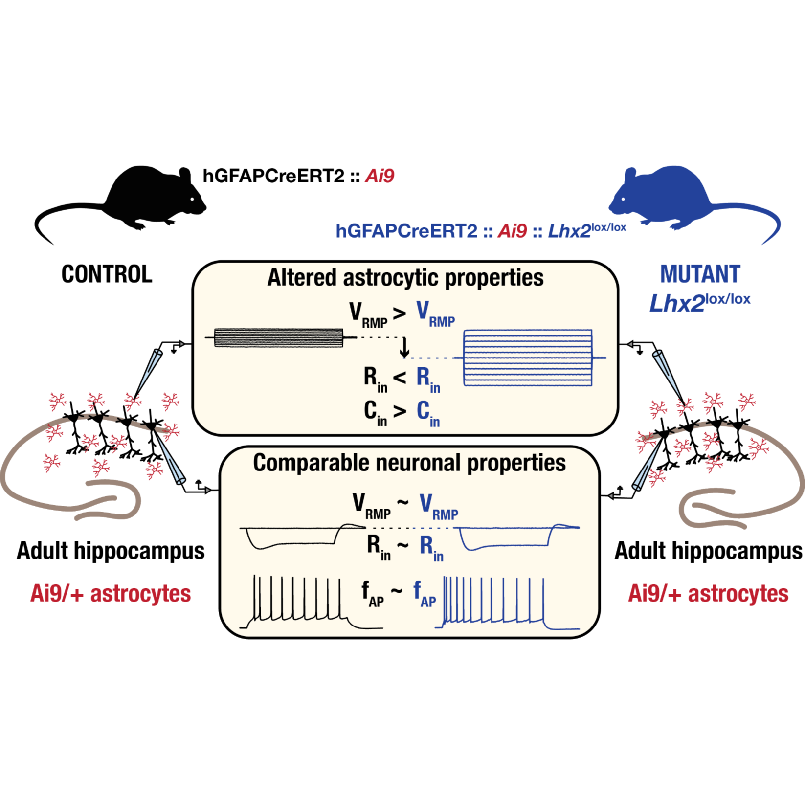 LHX2 hippocampal astrocytes