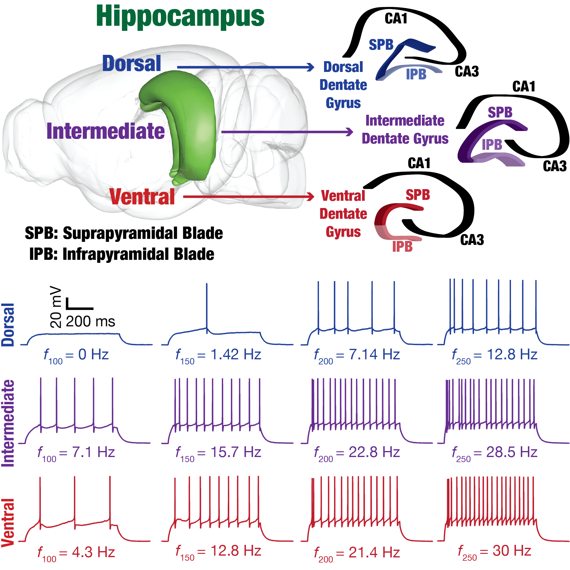 Dorsoventral gradients in granule cell exictability